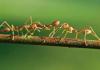 Ants' "Graveyard" Behavior: A Fascinating Example of Hygiene Management