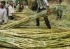 Sugarcane Farmers in Dilemma Over Crop Cultivation in Telangana’s Mutyampet