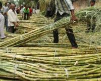 Sugarcane Farmers in Dilemma Over Crop Cultivation in Telangana’s Mutyampet