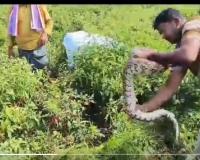 Farmer Encounters Huge Python in Field, Snake Catcher Saves the Day