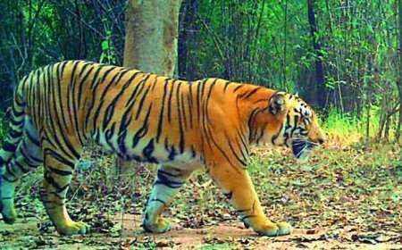 Satellite-Collared Tiger Moves Deeper into Andhra Forests
