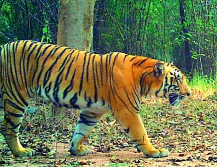 Satellite-Collared Tiger Moves Deeper into Andhra Forests