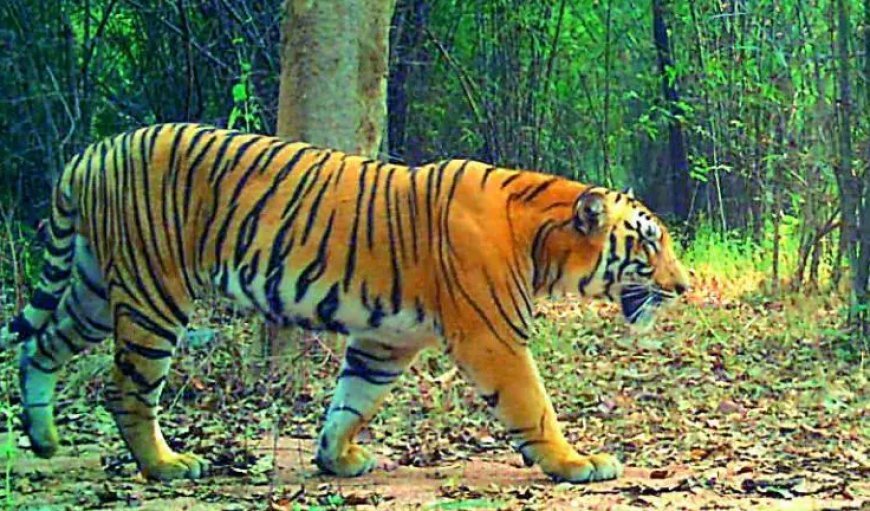 Satellite-Collared Tiger Moves Deeper into Andhra Forests