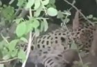 Leopard Rescued Near Ananthapuram
