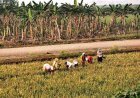 Penumaka Farmers Demand Justice