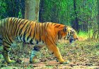 Tiger Movement Triggers Panic Ashwaraopeta