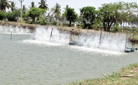 Shrimp Farmers Allege Price Syndicate