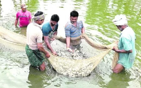 Shrimp Price Crisis Deepens