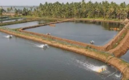 సంక్షోభంలో 'ఆక్వా హబ్':  భీమవరం ఆక్వా రైతుల కన్నీటి గాథ...