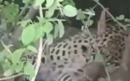 Leopard Rescued Near Ananthapuram