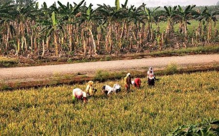 Penumaka Farmers Demand Justice