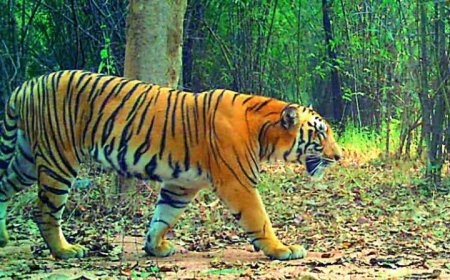 Tiger Movement Triggers Panic Ashwaraopeta