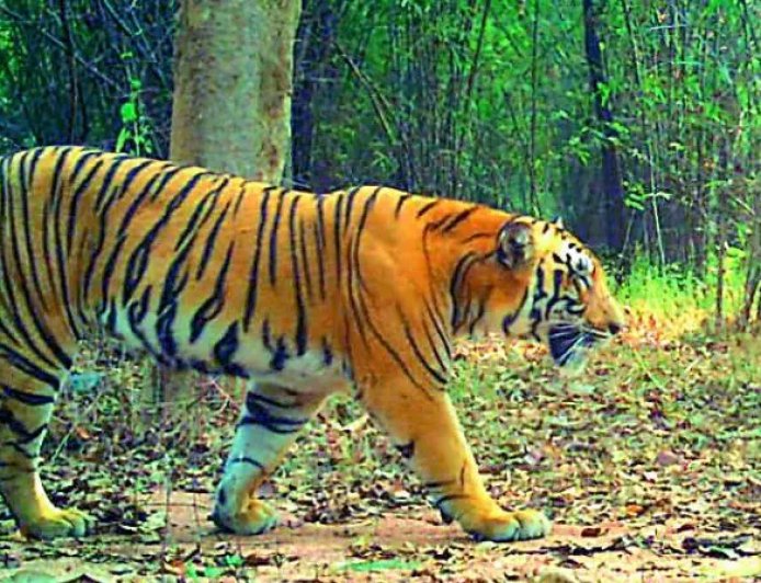 Tiger Movement Triggers Panic Ashwaraopeta