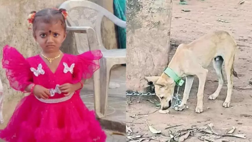 High Court Seeks Report on Missing Girl