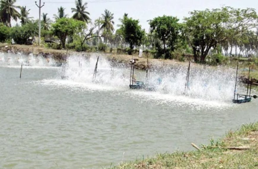 ఆక్వాలో సిండికేట్ దందా.. రొయ్యల రైతులకు కోట్లలో నష్టం!
