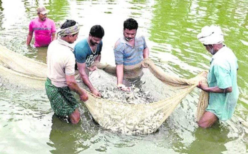 Shrimp Price Crisis Deepens