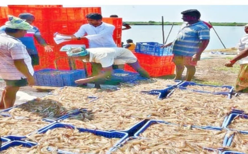 సంక్షోభంలో 'ఆక్వా హబ్':  భీమవరం ఆక్వా రైతుల కన్నీటి గాథ...