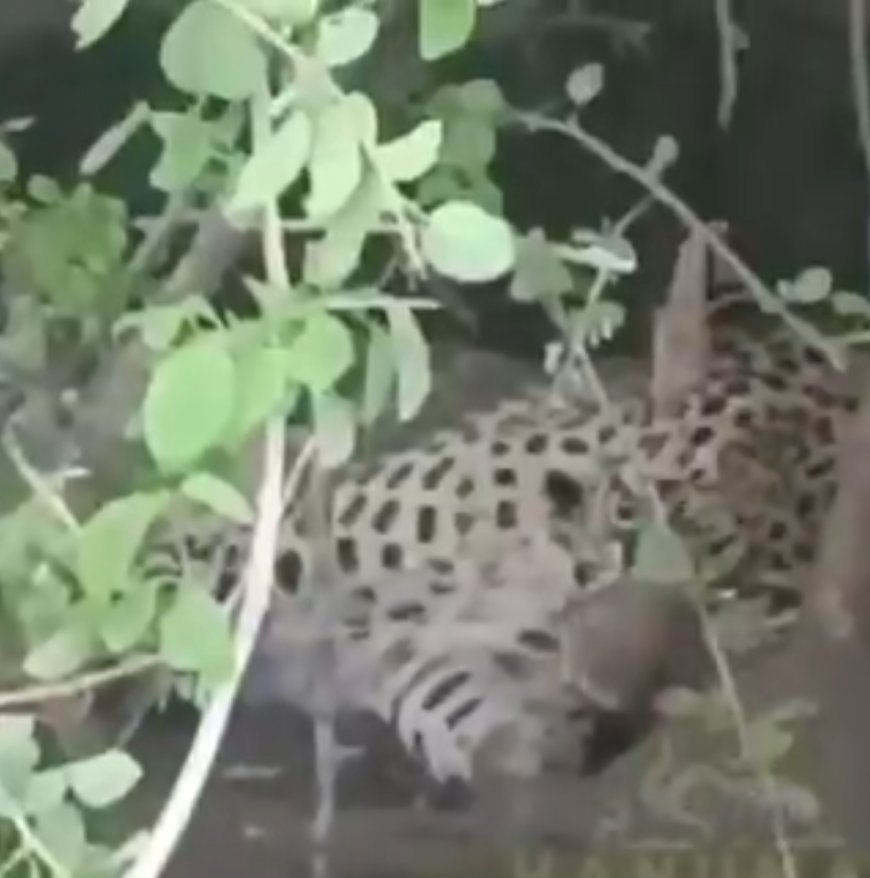 Leopard Rescued Near Ananthapuram