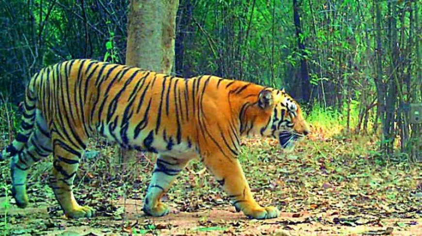 Tiger Movement Triggers Panic Ashwaraopeta