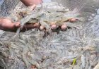 White Gut Disease Hits Shrimp Farmers