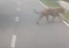 Tiger Spotted on Srisailam Highway