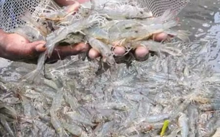 White Gut Disease Hits Shrimp Farmers
