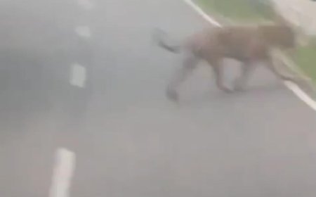 Tiger Spotted on Srisailam Highway