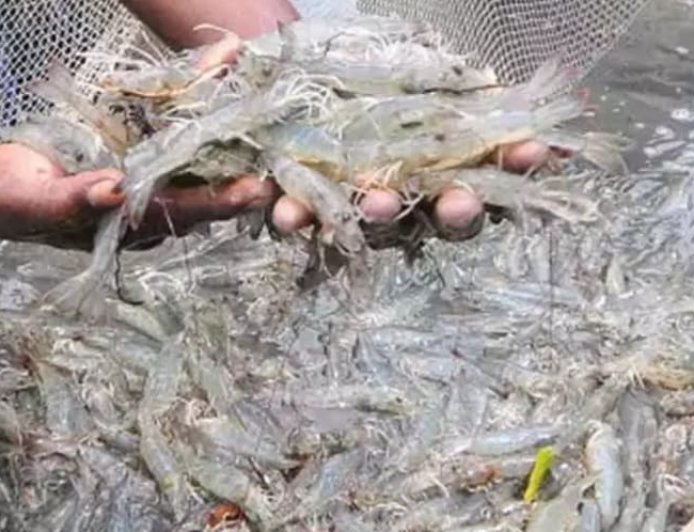 White Gut Disease Hits Shrimp Farmers