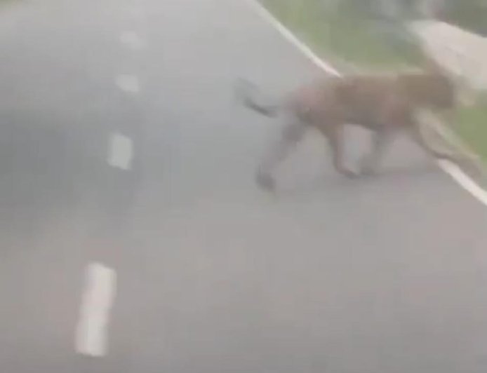Tiger Spotted on Srisailam Highway