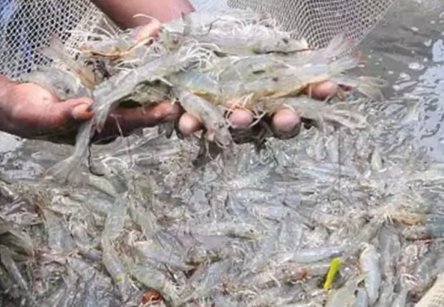 White Gut Disease Hits Shrimp Farmers