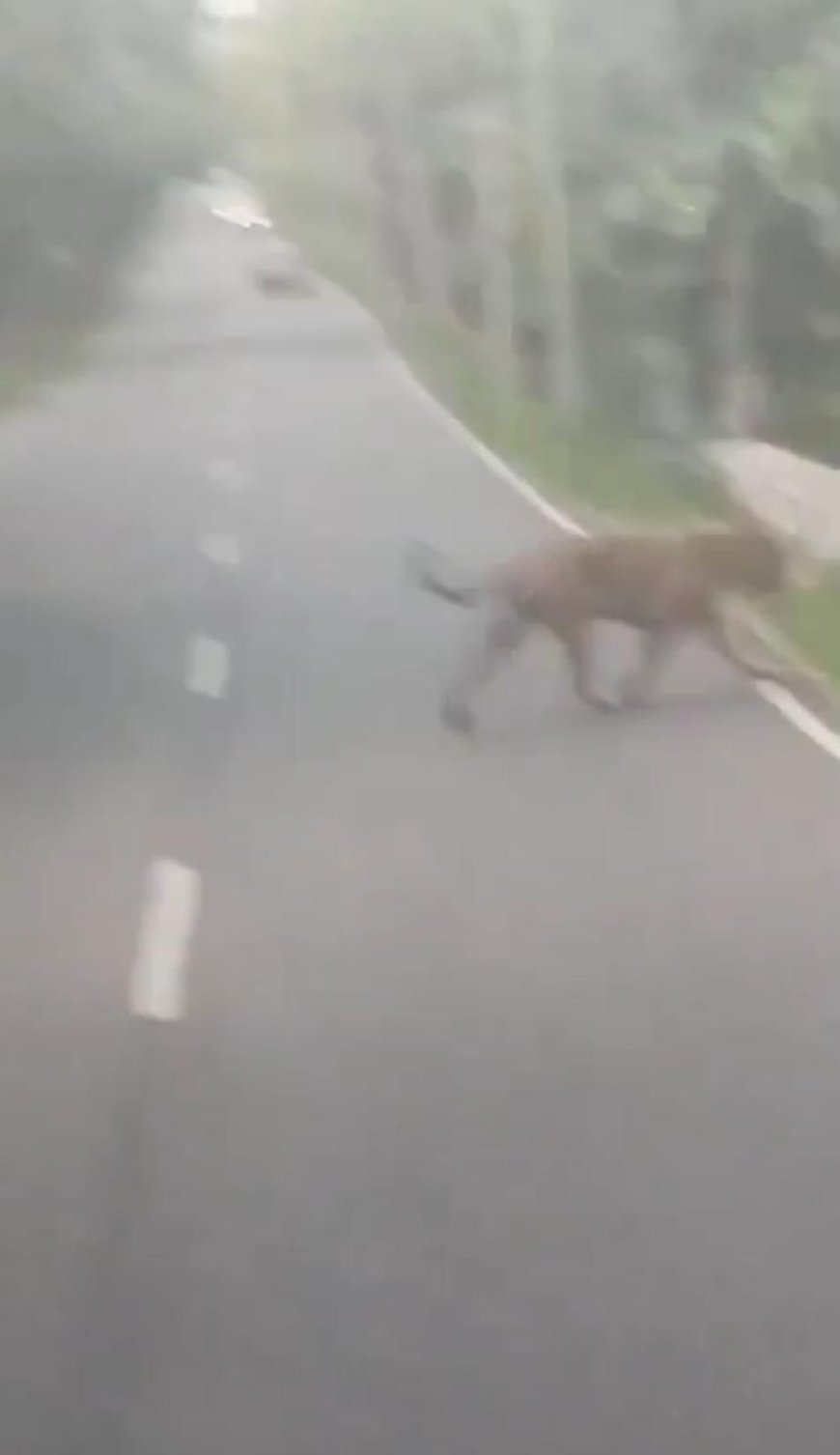 Tiger Spotted on Srisailam Highway